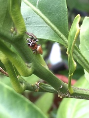 Opisthoncus nigrofemoratus