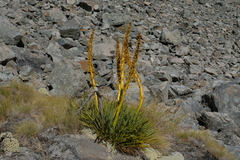 Aciphylla ferox