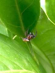 Opisthoncus nigrofemoratus