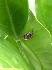 Opisthoncus nigrofemoratus