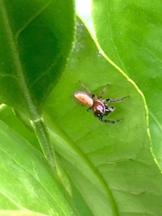 Opisthoncus nigrofemoratus