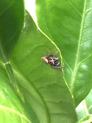 Opisthoncus nigrofemoratus