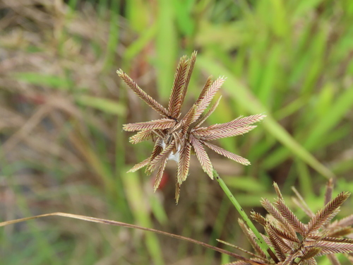 Image of Cyperus flavidus by (c) chiuluan, some rights reserved (CC BY)