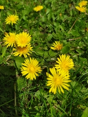 Taraxacum officinale