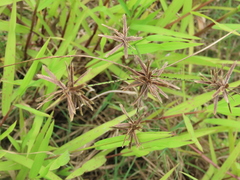 Cyperus flavidus