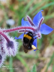 Bombus