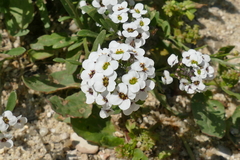 Lobularia maritima