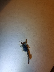 Uroplectes olivaceus