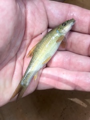 Garra buettikeri