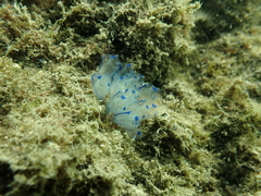 Clavelina australis