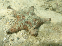 Anthenea sidneyensis