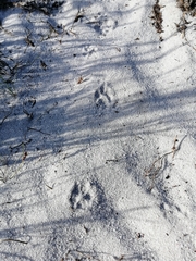 Herpestes pulverulentus