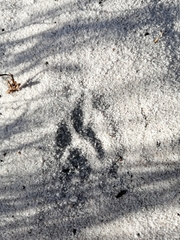 Herpestes pulverulentus