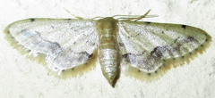 Idaea squamulata