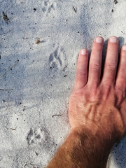 Herpestes pulverulentus