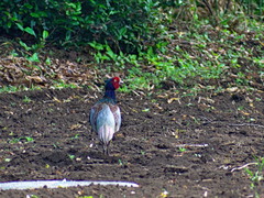 Phasianus versicolor