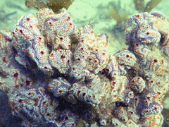 Botrylloides leachii