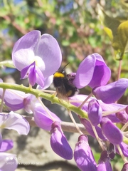 Bombus