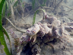 Botrylloides leachii