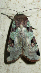 Mentaxya ignicollis