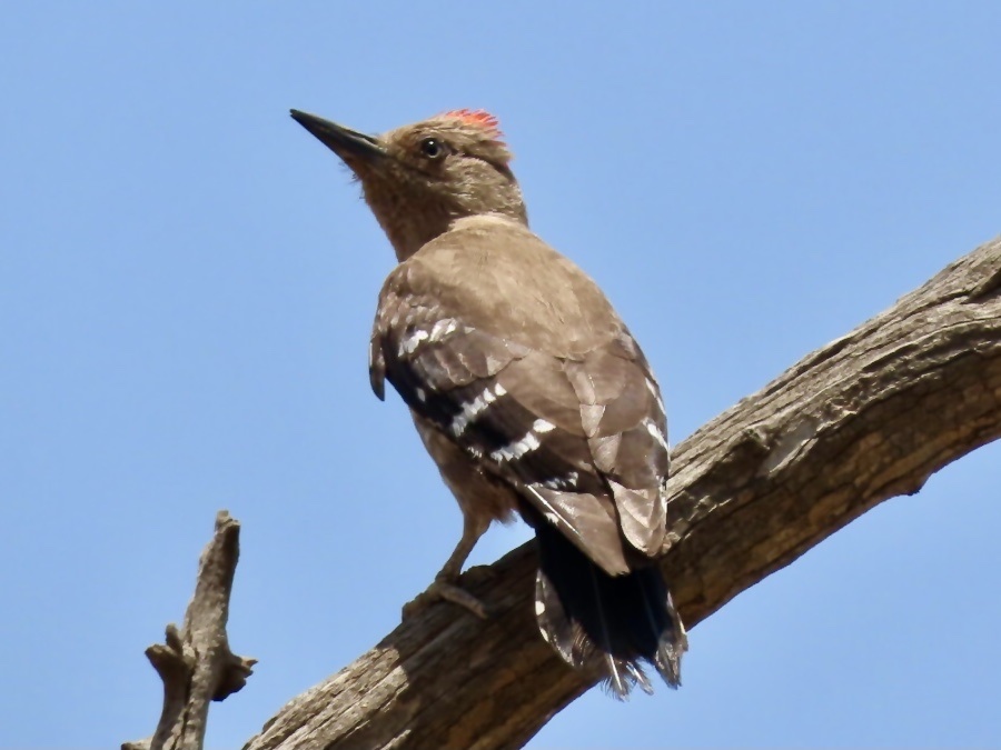 Arabian Woodpecker photo
