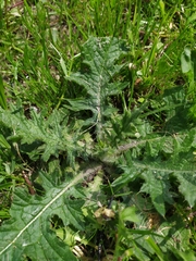 Cirsium vulgare