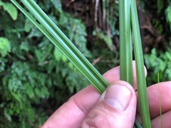 Carex declinata