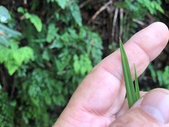 Carex declinata