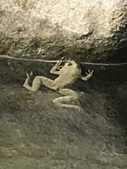 Euphlyctis ehrenbergii