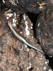 Cryptoblepharus poecilopleurus