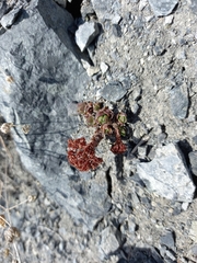 Hylotelephium cyaneum