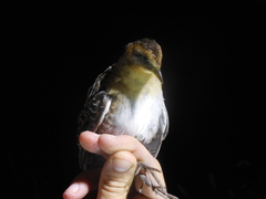 Coturnicops noveboracensis