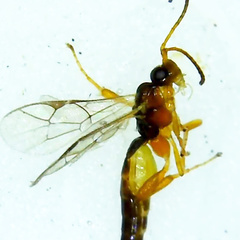 Orthocentrinae