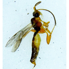 Orthocentrinae