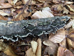 Auricularia mesenterica