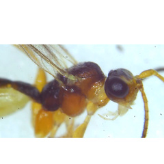 Orthocentrinae