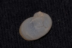 Vanikoro sigaretiformis