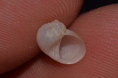 Vanikoro sigaretiformis