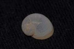 Vanikoro sigaretiformis