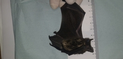 Pipistrellus hesperidus