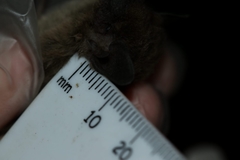 Pipistrellus hesperidus