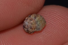 Eurytrochus strangei