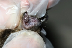 Pipistrellus hesperidus