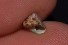 Eurytrochus strangei