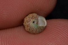 Eurytrochus strangei