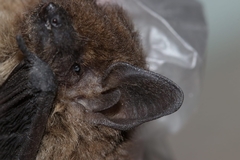 Pipistrellus hesperidus