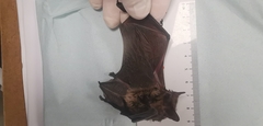 Pipistrellus hesperidus