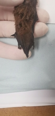 Pipistrellus hesperidus