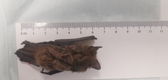 Pipistrellus hesperidus
