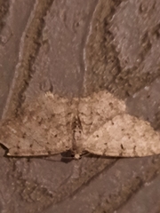 Aethalura intertexta
